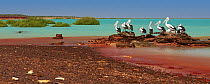 Australian Pelican (Pelecanus conspicillatus) group on shore, Roebuck Bay, Kimberley, Western Australia, Australia