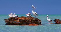Australian Pelican (Pelecanus conspicillatus) group, Roebuck Bay, Kimberley, Western Australia, Australia