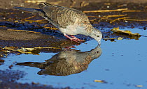 Bar-shouldered Dove (Geopelia humeralis) drinking, Wyndham, Kimberley, Western Australia, Australia