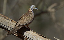 Bar-shouldered Dove (Geopelia humeralis), Wyndham, Kimberley, Western Australia, Australia