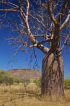 Australian Baobab (Adansonia gregorii) tree and mesa, Wyndham, Kimberley, Western Australia, Australia