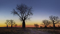 Australian Baobab (Adansonia gregorii) trees silhouetted at sunset, Wyndham, Kimberley, Western Australia, Australia