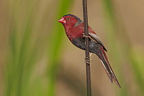 Crimson Finch (Neochmia phaeton) male, Kununurra, Kimberley, Western Australia, Australia