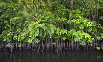 Common Putat (Barringtonia racemosa) and mangroves along the Daintree River, Queensland, Australia