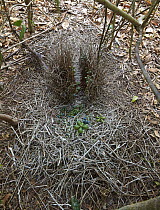 Fawn-breasted Bowerbird (Chlamydera cerviniventris) bower with decorations, Cape York Peninsula, Australia