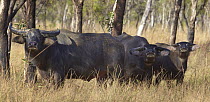 Asiatic Buffalo (Bubalus bubalis) trio, Northern Territory, Australia