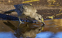 Great Bowerbird (Chlamydera nuchalis) drinking, Wyndham, Kimberley, Western Australia, Australia