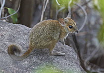 Monjon (Petrogale burbidgei) joey, Mitchell Plateau, Kimberley, Western Australia, Australia