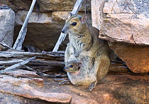 Monjon (Petrogale burbidgei) mother with joey, Mitchell Plateau, Kimberley, Western Australia, Australia