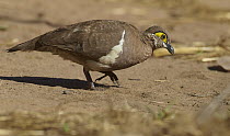 Partridge Pigeon (Geophaps smithii) foraging, Mitchell Plateau, Kimberley, Western Australia, Australia