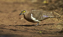 Partridge Pigeon (Geophaps smithii) foraging, Mitchell Plateau, Kimberley, Western Australia, Australia