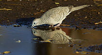 Peaceful Dove (Geopelia placida) drinking, Wyndham, Kimberley, Western Australia, Australia