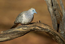 Peaceful Dove (Geopelia placida), Roebuck Bay, Kimberley, Western Australia, Australia