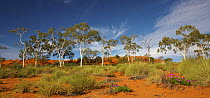 Ghost Gum (Eucalyptus papuana) trees, Queensland, Australia