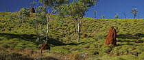 Hairy Spinifex (Spinifex hirsutus) grassland, Kimberley, Western Australia, Australia