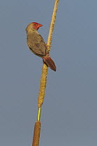 Star Finch (Neochmia ruficauda), Kununurra, Kimberley, Western Australia, Australia