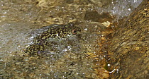 Torrent Treefrog (Litoria nannotis), also know as Waterfall Frog, in creek, Kuranda, Queensland, Australia