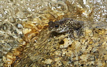 Torrent Treefrog (Litoria nannotis), also known as Waterfall Frog, in creek, Kuranda, Queensland, Australia