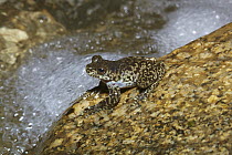 Torrent Treefrog (Litoria nannotis) also known as Waterfall Frog, near creek, Kuranda, Queensland, Australia