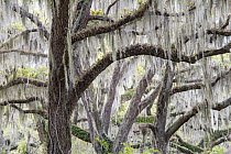 Southern Live Oak (Quercus virginiana) trees with Spanish Moss (Tillandsia usneoides), Florida