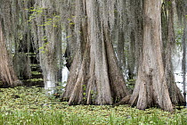 Bald Cypress (Taxodium distichum) trees in swamp, Florida