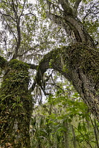 Southern Live Oak (Quercus virginiana) trees with Spanish Moss (Tillandsia usneoides), Florida