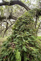 Southern Live Oak (Quercus virginiana) with Spanish Moss (Tillandsia usneoides) and epiphytic ferns, Florida