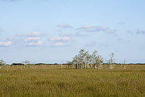 Prairie, Everglades National Park, Florida