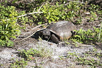 Florida Gopher Tortoise (Gopherus polyphemus), Honeymoon Island State Park, Florida