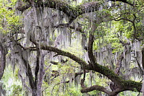 Southern Live Oak (Quercus virginiana) and Spanish Moss (Tillandsia usneoides), Florida