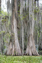 Bald Cypress (Taxodium distichum) trees in swamp, Florida