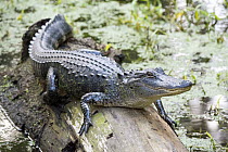 American Alligator (Alligator mississippiensis) juvenile, Florida
