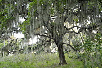 Southern Live Oak (Quercus virginiana) with Spanish Moss (Tillandsia usneoides), Florida