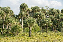 Cabbage Palm (Sabal palmetto) grove, Kissimmee Prairie Preserve State Park, Florida