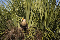 Southern Caracara (Caracara plancus) at nest, Kissimmee Prairie Preserve State Park, Florida
