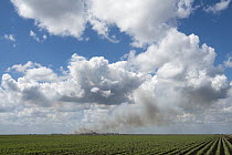 Sugarcane (Saccharum sp) field and refinery, Lake Okeechobee, Florida