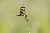 Halloween Pennant (Celithemis eponina) dragonfly, Everglades National Park, Florida