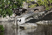 American Crocodile (Crocodylus acutus),sunning, Everglades National Park, Florida