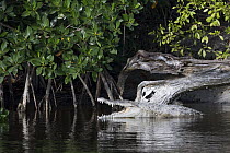 American Crocodile (Crocodylus acutus) thermoregulating, Everglades National Park, Florida
