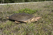 Florida Softshell Turtle (Apalone ferox), Everglades National Park, Florida