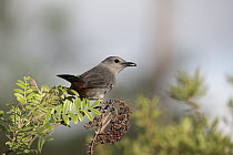 Gray Catbird (Dumetella carolinensis), Everglades National Park, Florida