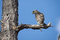 Red-shouldered Hawk (Buteo lineatus) on snag, Everglades National Park, Florida