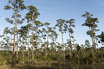 Slash Pine (Pinus elliottii) grove, Everglades National Park, Florida