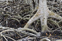 Red Mangrove (Rhizophora mangle) aerial roots and propagules, National Key Deer Refuge, Florida