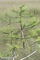 Pond Cypress (Taxodium ascendens), Everglades National Park, Florida