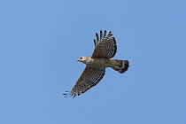 Red-shouldered Hawk (Buteo lineatus) flying, Everglades National Park, Florida