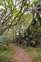 Trail through forest, Kissimmee Prairie Preserve State Park, Florida
