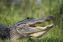 American Alligator (Alligator mississippiensis) thermoregulating, Kissimmee Prairie Preserve State Park, Florida