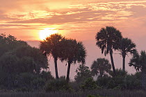 Cabbage Palm (Sabal palmetto) trees at sunrise, Kissimmee Prairie Preserve State Park, Florida