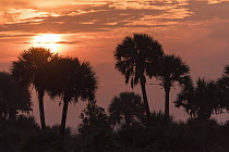 Cabbage Palm (Sabal palmetto) trees at sunrise, Kissimmee Prairie Preserve State Park, Florida